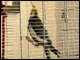 Birdie Nam Nam